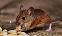 24 Hour & Emergency Exterminators in Parker, MN